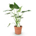Green boutiQ - Zimmerpflanzen - Alocasia Cucullata - Buddhas Hand - Wenig Pflege - Grün - 1 Pflanze - Topf 21cm - Höhe 65-70cm Bild 2