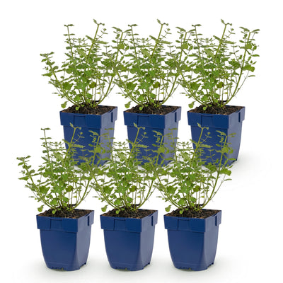 Green boutiQ - Perennial - Nepeta faassenii Walker's Low - Catmint - Bee and Butterfly Attractors - Blue - 6 Plants - Pot 11cm - Height 15-25cm