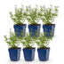 Green boutiQ - Perennial - Nepeta faassenii Walker's Low - Catmint - Bee and Butterfly Attractors - Blue - 6 Plants - Pot 11cm - Height 15-25cm Bild 6