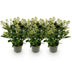 GreenboutiQ - Terrassenpflanze - Skimmia japonica Finchy - Blüte Weiß - 15+ Blumen - 3 Pflanzen - Winterhart - Topf 15cm Höhe 30cm Bild 2