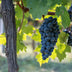 Green boutiQ - Obstpflanze - Vitis vinifera Boskoop Glory - Weinrebe - Winterhart - Blaue Traube - 2 Pflanzen - Topf 15cm - Höhe 50cm Bild 5