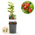 GreenboutiQ Stachelbeere 'Hinnomäki Röd' - 2 Pflanzen im Topf Bild 1