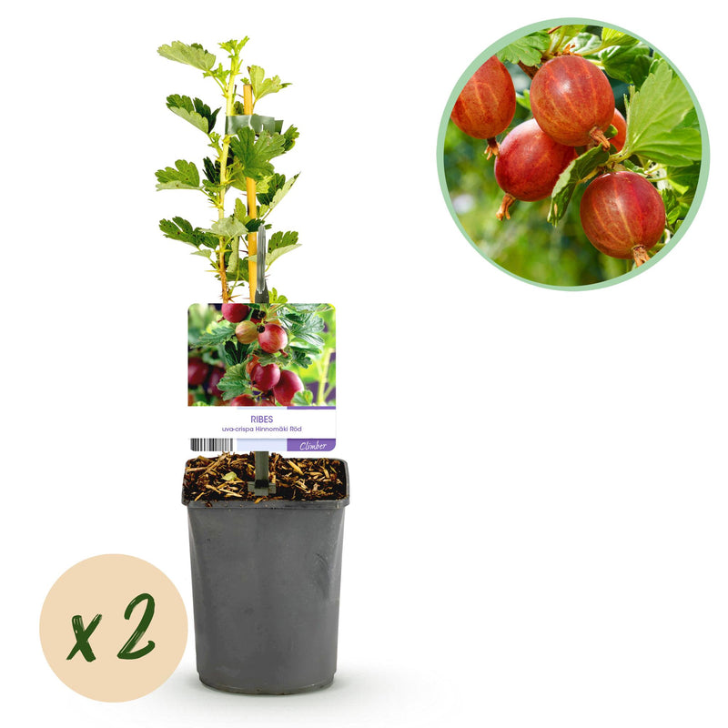 GreenboutiQ Stachelbeere 'Hinnomäki Röd' - 2 Pflanzen im Topf