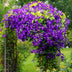 Clematis Jackmanii Climbing Plant - 2 Plants - Blue Flowering Bild 7