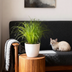 Cyperus alternifolius Zumula, Cat Grass, 12cm pot, 20cm height Bild 5