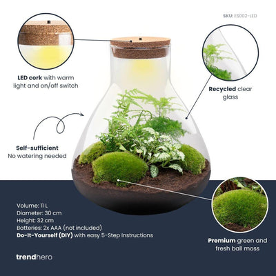 Flaschengarten Sam XL: Ökosystem im Glas (35cm) – Einfach & Pflegeleicht
