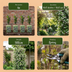 6x Trachelospermum jasminoides Sternjasmin Kletterpflanze Ø9cm Bild 6