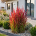 Green boutiQ - Gräser - Imperata cylindrica Red Baron - Japanisches Blutgras - Rote Ausläufer - Rot - 1 Pflanze - Topf 11cm - Höhe 15-25cm Bild 5