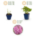 Green boutiQ - Stauden - Astilbe chin. Pumila - Prachtspierea - Schatten - Lila - 1 Pflanze - Topf 11cm - Höhe 15-25cm Bild 4