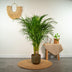 Areca-Palme (Dypsis Lutescens) - Ø21cm - ↕100cm Bild 6