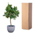 Sinaasappelboom (Orangenbaum) - 200 cm - Ø40 cm Topf Bild 5