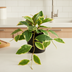 Artificial Hoya Variegata - 23cm, realistic & easy-care Bild 2