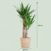 Yucca Elephantipes im Seegras-Korb - 90cm Bild 2