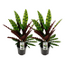 Calathea Lancifolia Insignis: 2er Set, 45cm Hoch, Ø14cm Topf Bild 1
