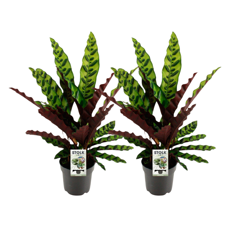 Calathea Lancifolia Insignis: 2er Set, 45cm Hoch, Ø14cm Topf
