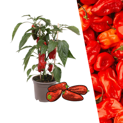 Rote Snack-Paprika Pflanze: Frisch vom Balkon ernten!