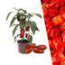 Rote Snack-Paprika Pflanze: Frisch vom Balkon ernten! Bild 1
