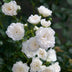 Garden Rose 'White Fairy' - Hardy, white rose in a 12cm pot Bild 5