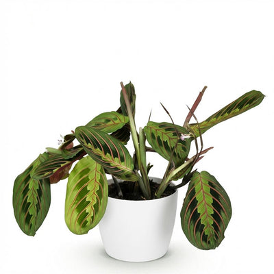 Maranta Fascinator Tricolour Zimmerpflanze mit Topf (12cm)