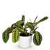 Maranta Fascinator Tricolour Houseplant with Pot (12cm) Bild 2
