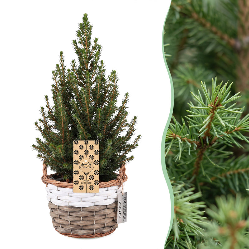 4x Picea glauca Conica - Zuckerhutfichte - Grün - Weihnachtsbaum - inkl. Korb - Ø17cm - ↕65cm