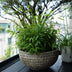 GreenboutiQ Bambus Fargesia rufa - Grün - 2 Pflanzen, 60cm Bild 6