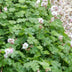 24x Geranium cant. 'Biokovo' - 10-25cm - Ø9cm Bild 6