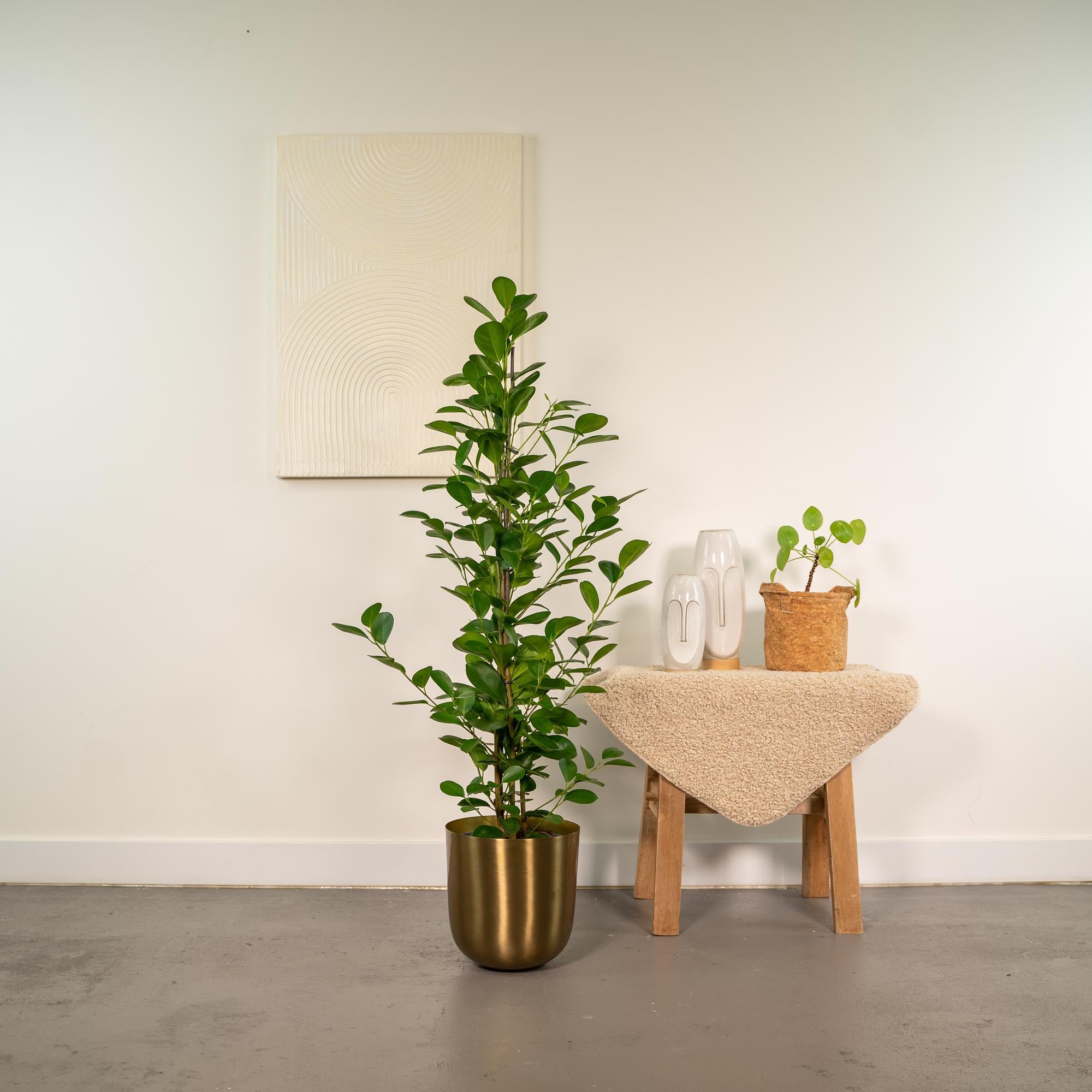 Ficus microcarpa Moclame - Ø21cm - ↕95cm + Topf Mayk Gold