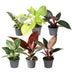 6 Baby Philodendron Vielfalt (Ø6cm) - Farbintensiv & pflegeleicht Bild 2