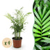 Green boutiQ Goldpalme (Chamaedorea elegans) - 4 Pflanzen Bild 1