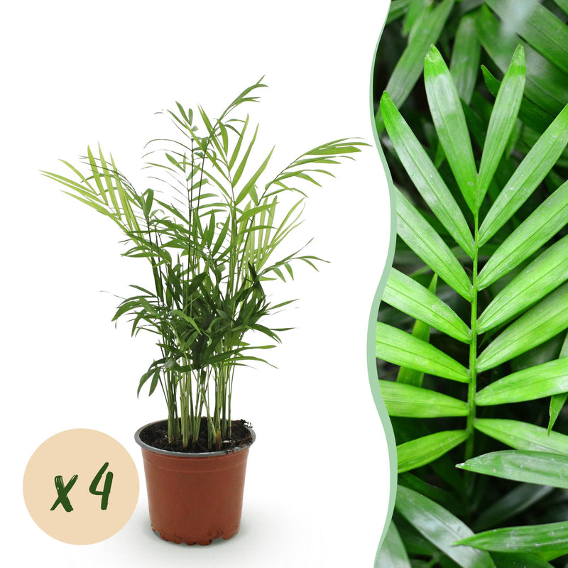 Green boutiQ Goldpalme (Chamaedorea elegans) - 4 Pflanzen