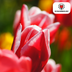 Tulip Bulbs Candy Apple Delight - 20 pieces | Red-White | KH Bloembollen Bild 7