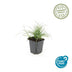 48x Luzula nivea Snow Rush (10-25cm, Ø9cm) Bild 3