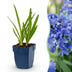 Green boutiQ - Perennial - Agapanthus africanus - African Lily - Bee and Butterfly Attractors - Blue - 3 Plants - Pot 11cm - Height 15-25cm Bild 1