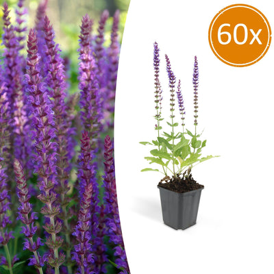 Salvia nem. 'Ostfriesland' - 10-25cm - Ø9cm Topf