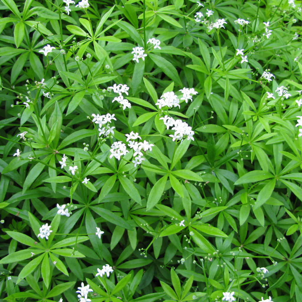 12x Waldmeister (Galium odoratum) - 10-25cm Höhe