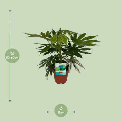 Fatsia Japonica Spiderweb im 19cm Topf, 60cm hoch – Elegante Panaschierung