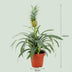 Pineapple Plant 'Mi Amigo' – Exotic Eye-Catcher for Your Home (Set of 2) Bild 2
