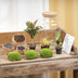DIY Pflanzen-Terrarium mit Licht - Milky Palm Ø 21 cm Bild 3