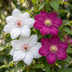 6x Clematis Duo Pink & White - Waldrebe Duo Pink & Weiß - Weiß - Rosa - Kletterpflanze - Ø9cm - ↕35cm Bild 3