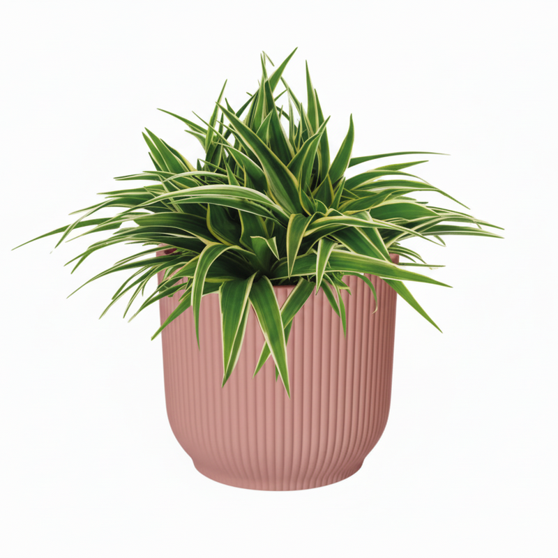 Grünlilie 'Ocean' im ELHO Vibes Topf (15cm Pflanze, 16cm Topf)