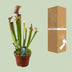 Sarracenia Judith Hindle - Exotischer Fleischfresser im 12cm Topf Bild 5