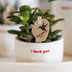 Gift set "Love You" | Red Phalaenopsis Orchid Congo with green plant in Love planters on a Cloud plate Bild 2