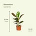 Set of 6 Surprise Houseplant Boxes Ø12cm, Height 25cm Bild 3