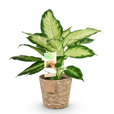 Green boutiQ Dieffenbachia Camilla Zimmerpflanze m. Korb, Topf 17cm