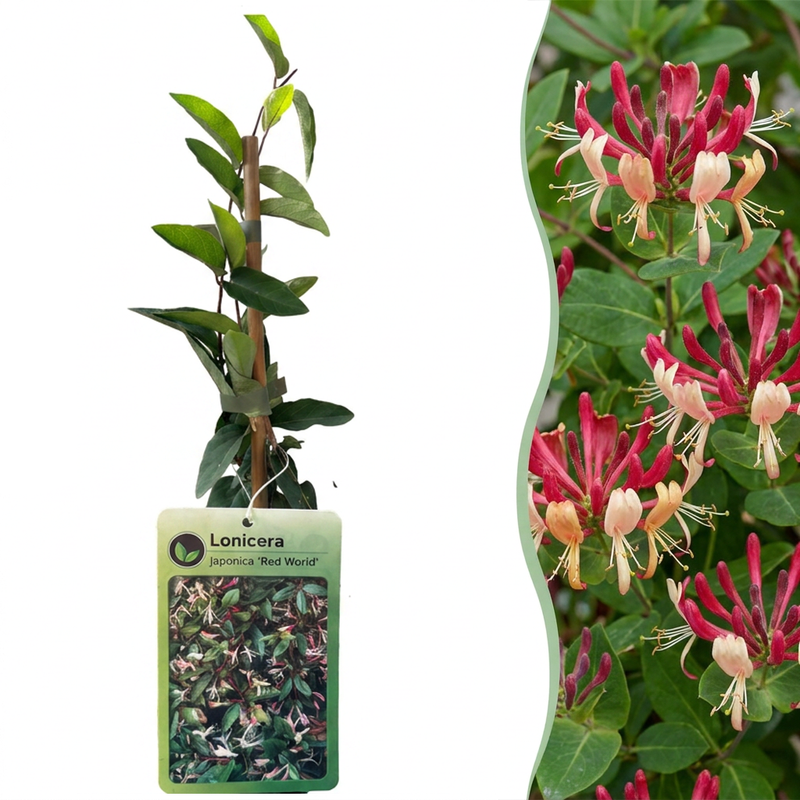 4x Japanisches Geißblatt 'Red World' - Kletterpflanze, Ø9cm, 35cm
