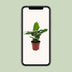Banana Plant Musa Oriental Dwarf - Ø12cm pot - approx. 35cm tall Bild 5