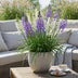 GreenboutiQ Camassia Leichtlinii Mix - Lila & Weiß Blumenzwiebeln - 5 Stück Bild 4