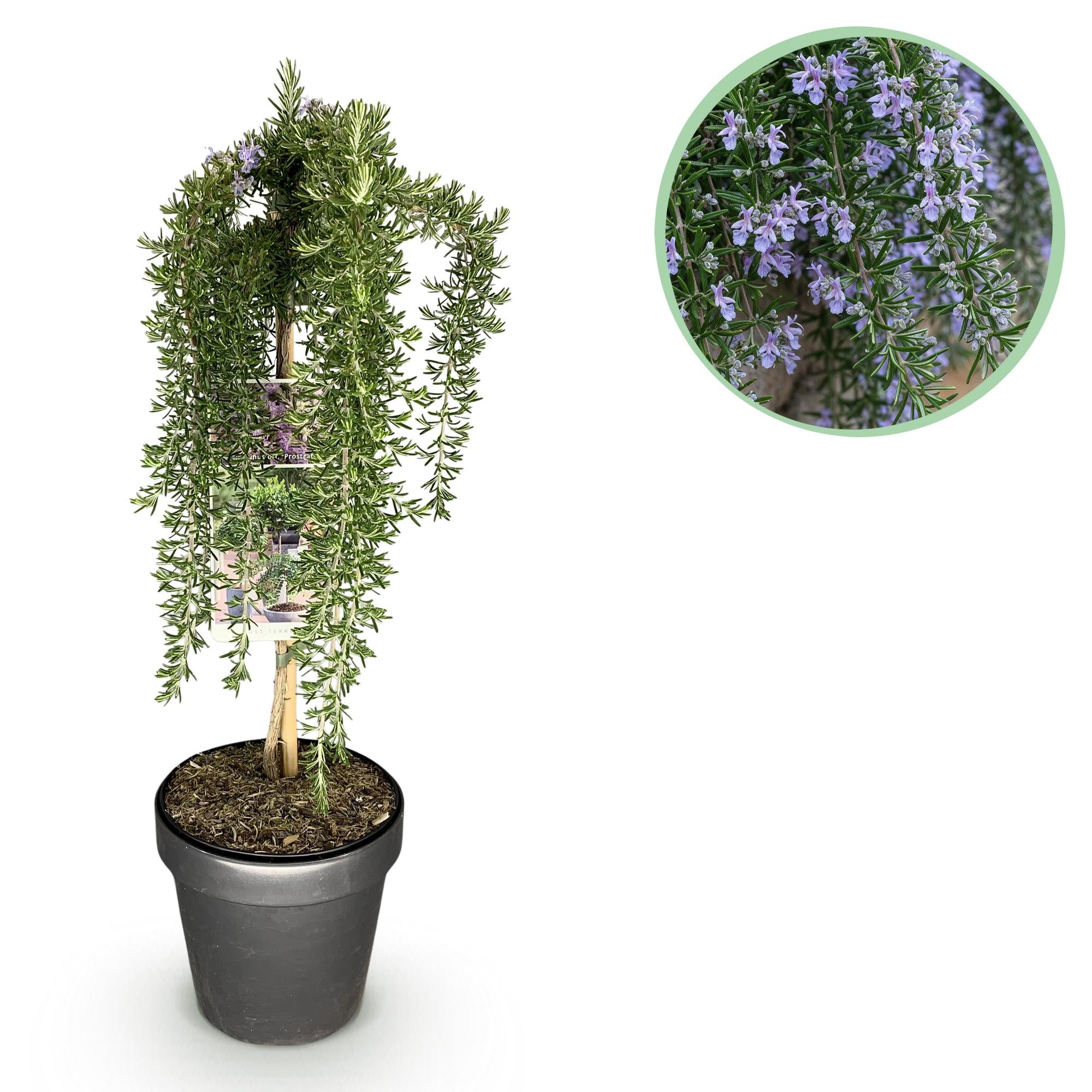 GreenboutiQ - Stamm-Pflanze - Rosmarinus officinalis Prostratus - Terrassenpflanze - Immergrün - Winterhart - Lila Blüte - Topf 19cm Höhe 90cm