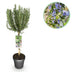 GreenboutiQ Rosmarinus officinalis Standard, evergreen, winter-hardy, purple flower Bild 1